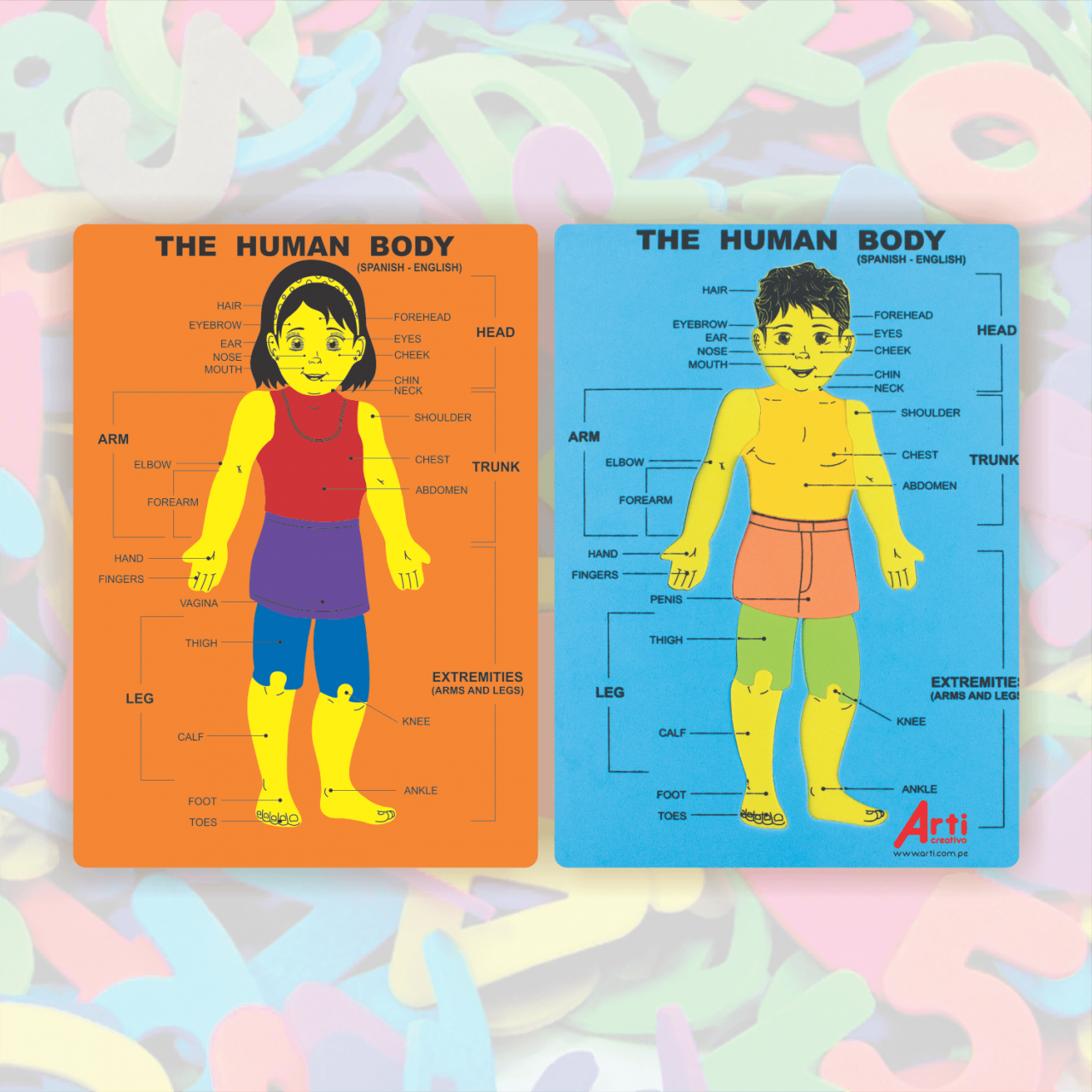 JUEGO DE ENCAJE EN GOMA EVA "EL CUERPO HUMANO" ARTI CREATIVO