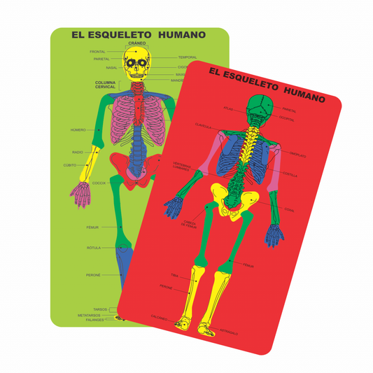 JUEGO DE ENCAJE EN GOMA EVA "ESQUELETO HUMANO" ARTI CREATIVO